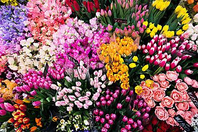 人形宝可梦真人尺寸玩偶即将开卖 160cm沙奈朵抱回家